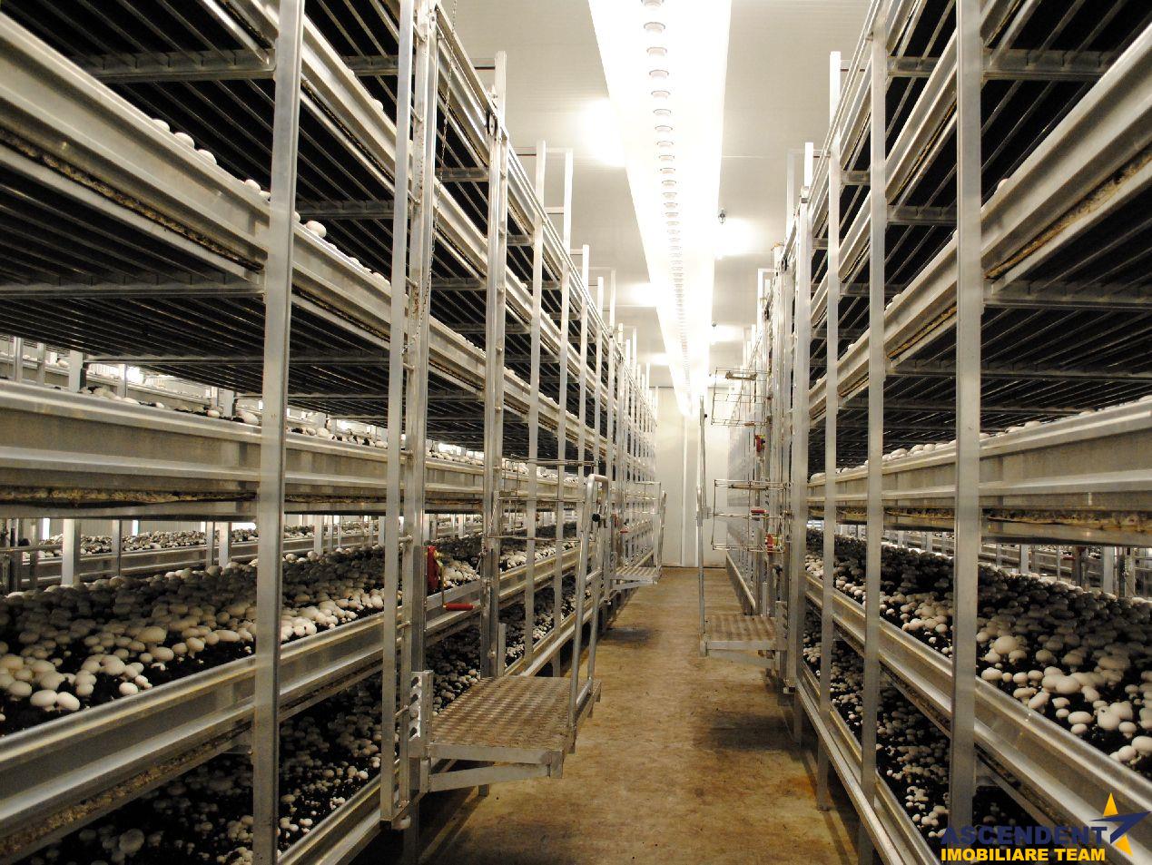Hala productie/depozitare vinuri/atelier tamplarie/ laborator patiserie/ ciupercarie Codlea, Brasov